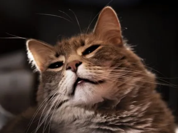 猫传腹治疗