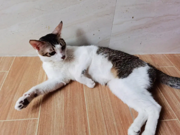 猫传腹腔治疗