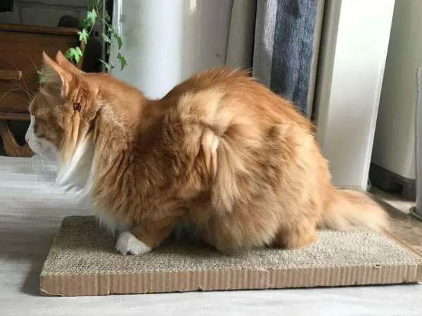 猫传腹治疗