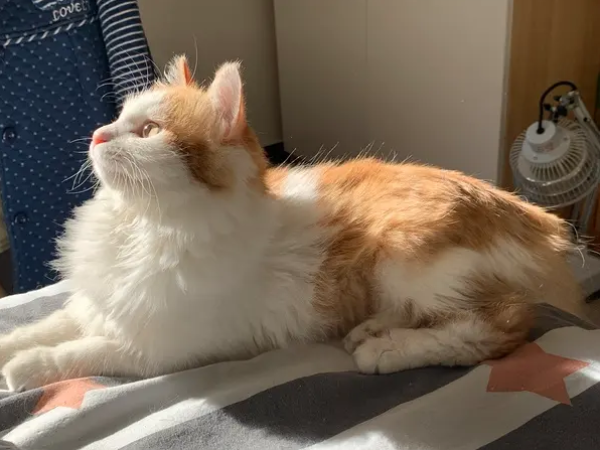 猫传腹治疗多少钱