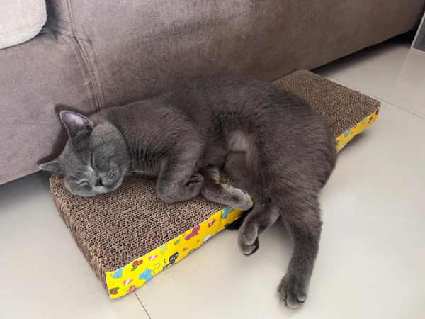 猫传腹治疗