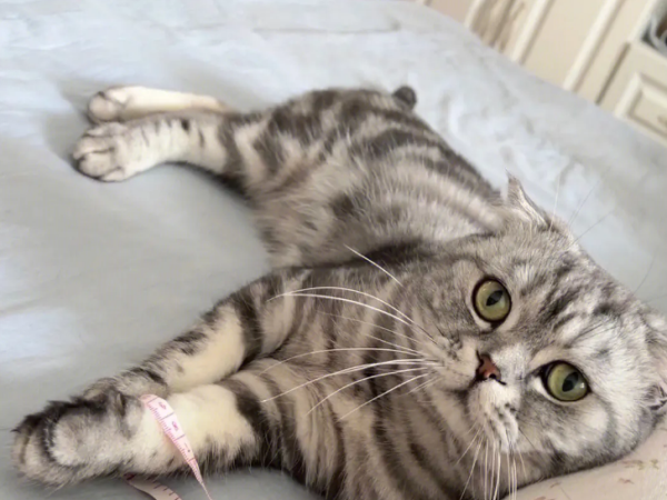 湿性猫传腹