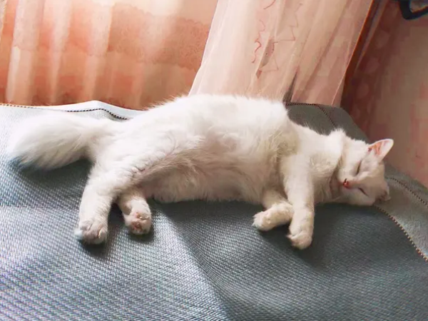 猫传腹早期症状