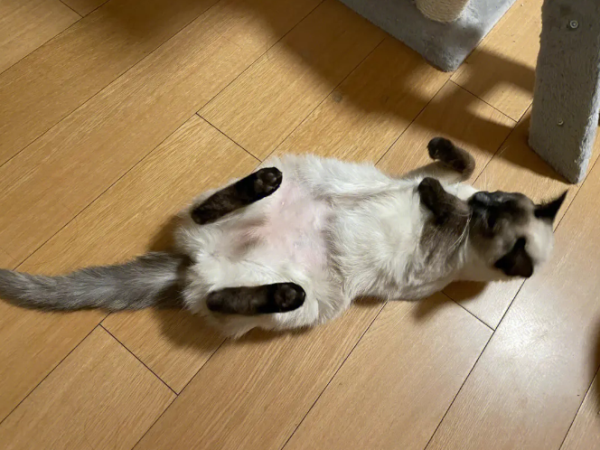 猫传腹治疗