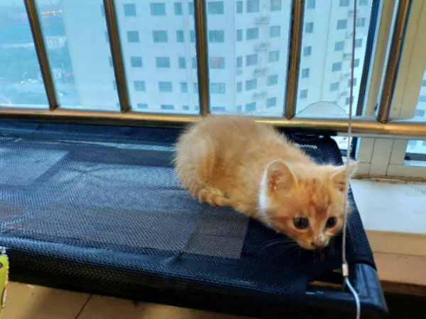干性猫传腹费用