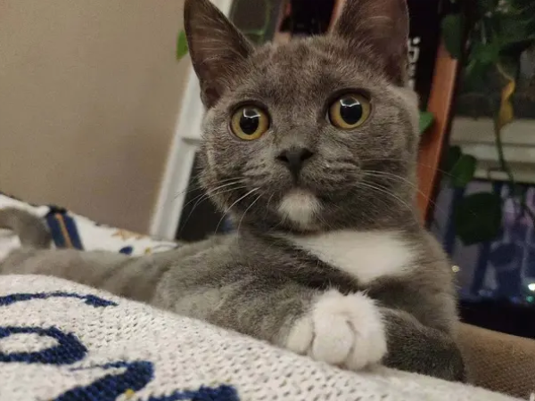 干性猫传腹价格