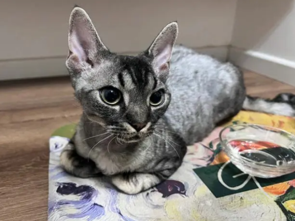 猫传腹治疗