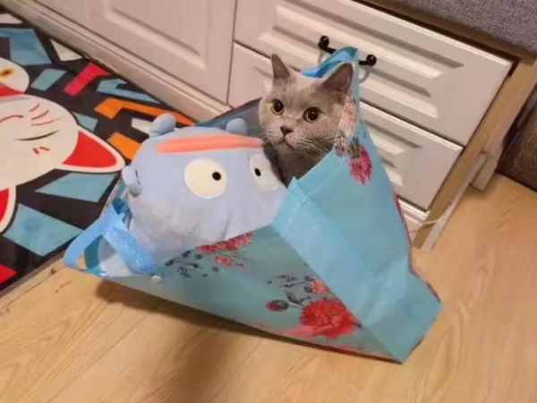 湿性猫传腹