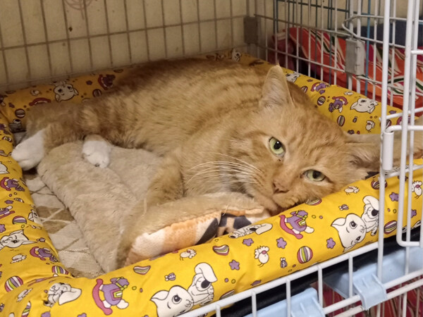 湿性猫传腹费用