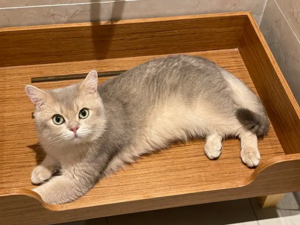 猫传腹治疗